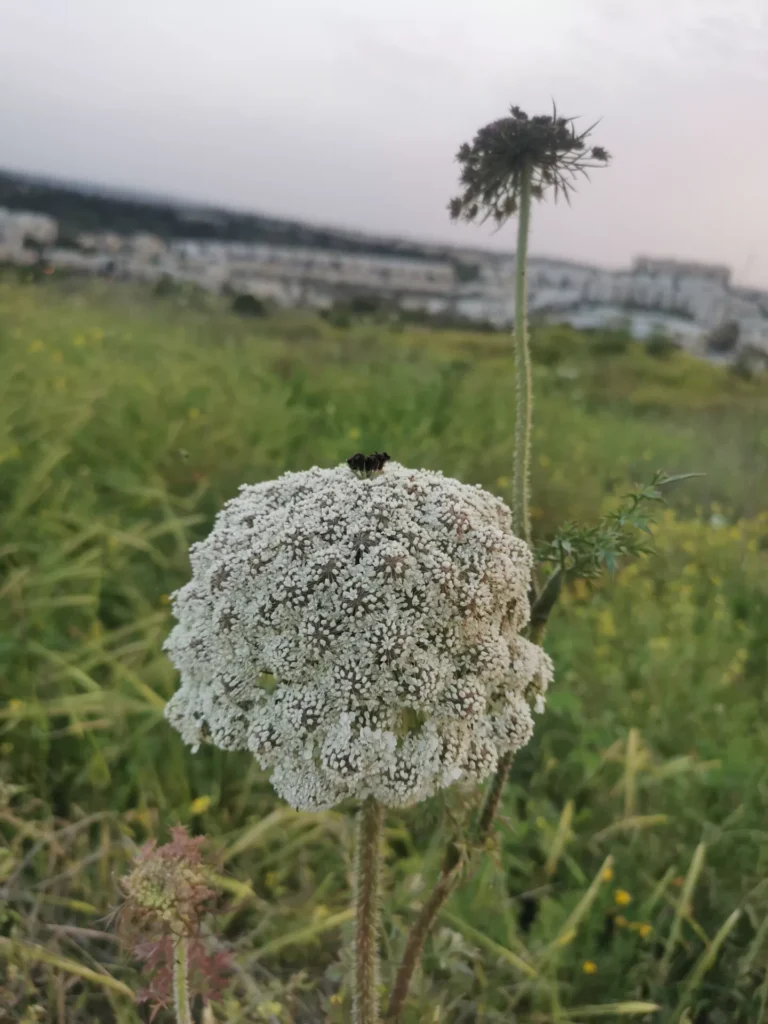 גזר קיפח שמנסה לבלבל אותנו שיש עליו זבוב