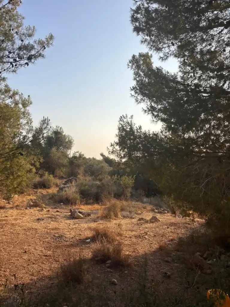 גבעת הברושים